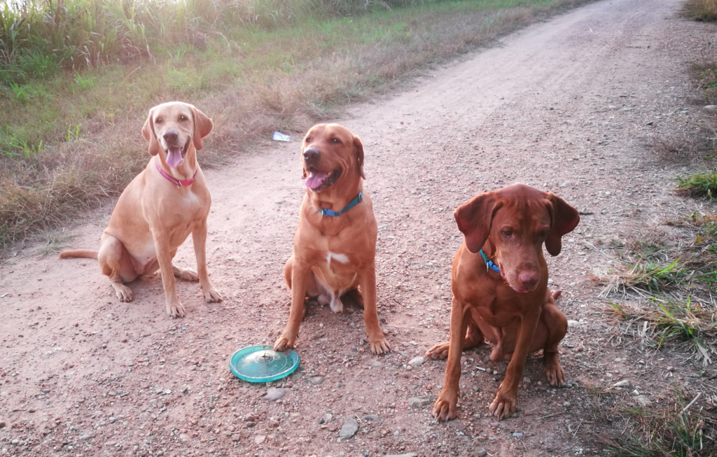 Chiang Mai Thailand House Sit 3 dogs